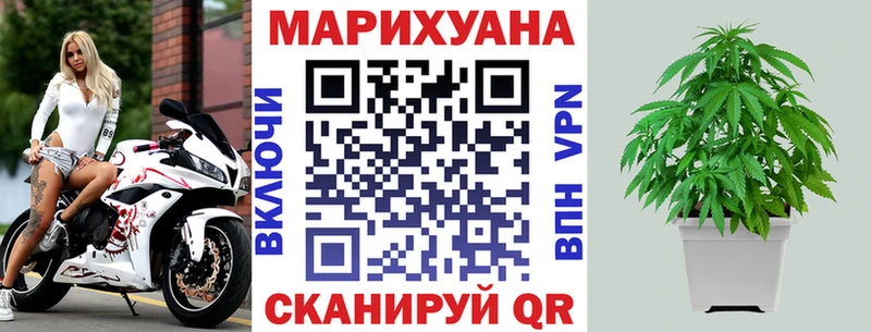 Конопля сатива  Грайворон 